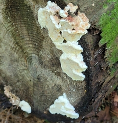 Neoantrodia serialis