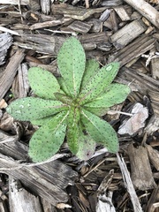 Pilosella caespitosa