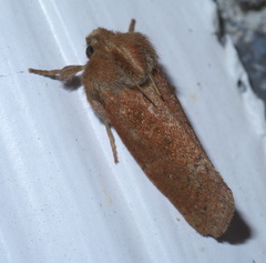 Acrolophus plumifrontella