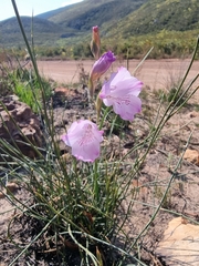 Gladiolus hirsutus