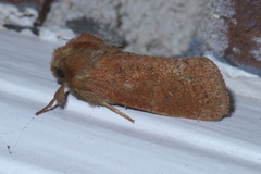 Acrolophus plumifrontella