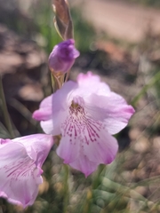 Gladiolus hirsutus