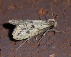 Acrolophus mortipennella
