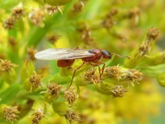 Myrmica rubra