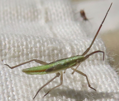 Trigonotylus caelestialium