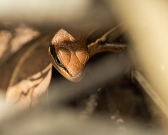 Trachylepis gravenhorstii