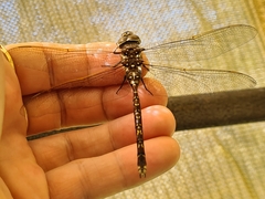 Adversaeschna brevistyla