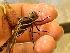 Adversaeschna brevistyla