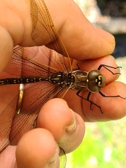 Adversaeschna brevistyla