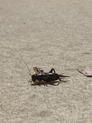 Teleogryllus commodus