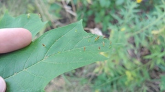 Vasates aceriscrumena