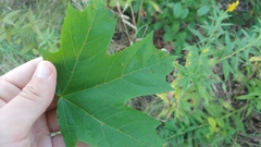 Vasates aceriscrumena