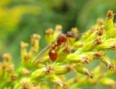 Myrmica rubra