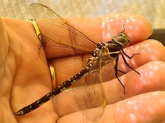 Adversaeschna brevistyla