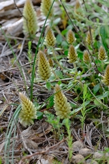 Ptilotus spathulatus