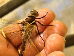 Adversaeschna brevistyla