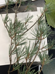 Pinus banksiana