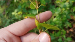 Neolasioptera vitinea