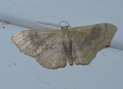 Leptostales ferruminaria