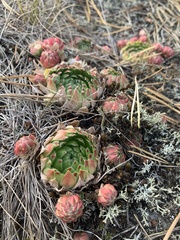 Sempervivum globiferum