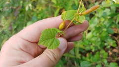Neolasioptera vitinea