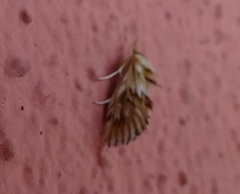 Cynaeda dentalis