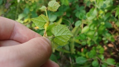 Neolasioptera vitinea