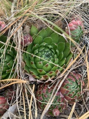 Sempervivum globiferum