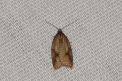 Acleris aspersana
