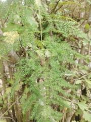 Asparagus acutifolius