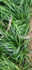 Ophiopogoneae