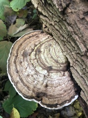 Ganoderma