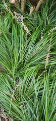 Ophiopogoneae
