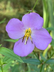 Rhexia nashii