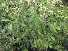 Lycianthes rantonnetii