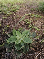 Plantago media
