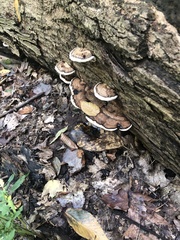 Ganoderma