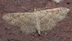Cyclophora nanaria