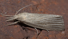 Eoreuma densellus