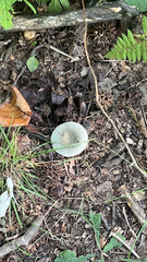 Heterophyllidia