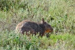 Lasiorhinus latifrons