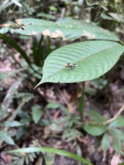 Polyrhachis militaris