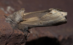 Oedemasia concinna