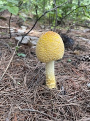 Amanita muscaria guessowii