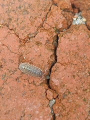 Armadillidium versicolor