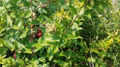 Lonicera tatarica
