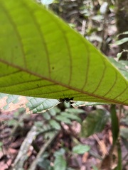 Polyrhachis militaris