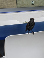 Sturnus vulgaris
