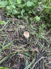 Scleroderma