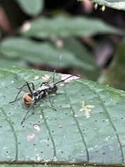 Polyrhachis militaris